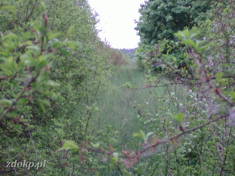 2005-05-23.084 stawiany-kiszkowo widok na gniezno.jpg - linia Gniezno Winiary -Sawa Wlkp., ok. 32.8 km, 11B - widok w kierunku Stawian !!!!